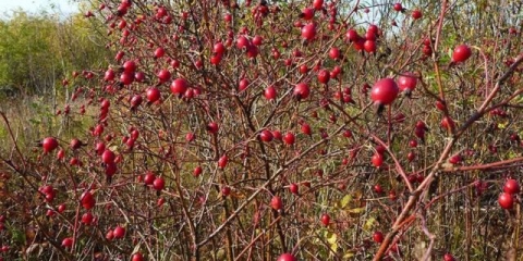Kako ukloniti divlju ružu iz vikendice, na groblju
